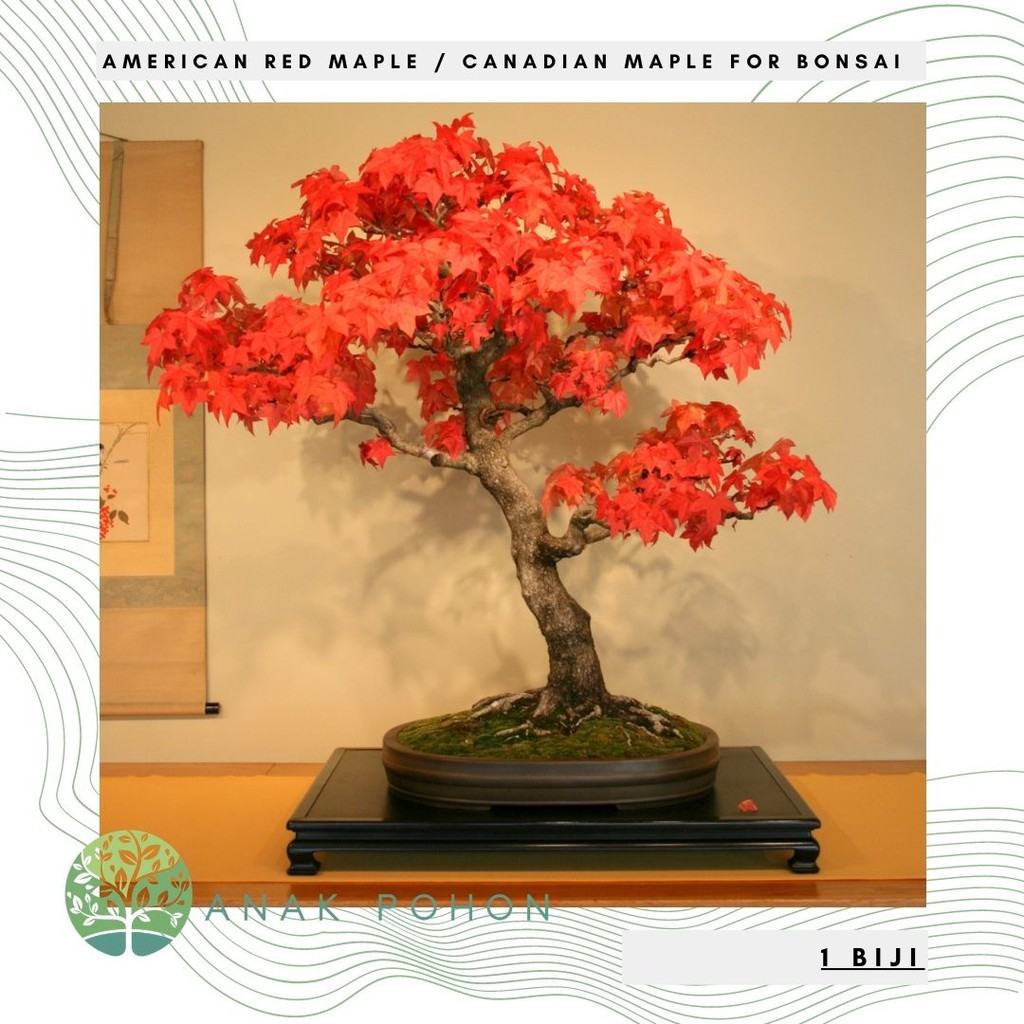 Benih Bibit Biji - American Red Maple / Canadian Maple for Bonsai (Acer rubrum) Seeds - IMPORT