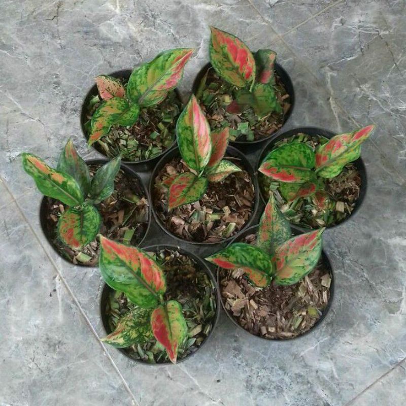 Aglonema Hengheng anakan
