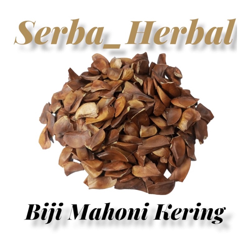 Biji benih bibit mahoni kering 500 gram biji mahoni kering