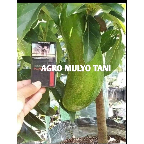 Bibit Alpukat Kelud Super Jumbo Terlaris Unggul