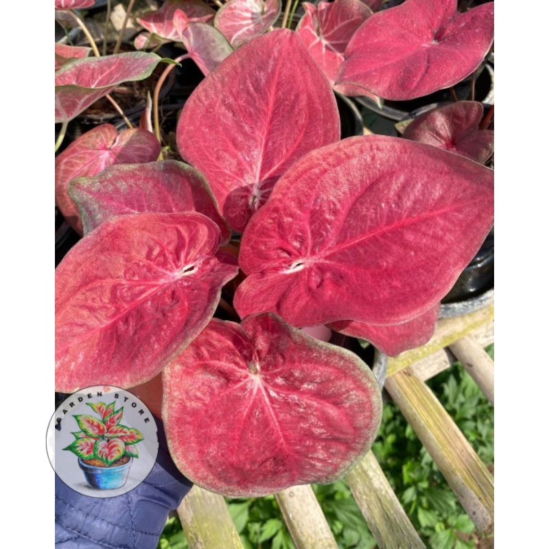Seedling/Umbi Caladium Red Beauty - Caladium Thailand