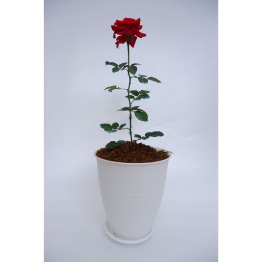 mawar merah tanpa duri  (rosa sp)- tanaman mawar MURAH- tanaman berbunga-mawar cantik