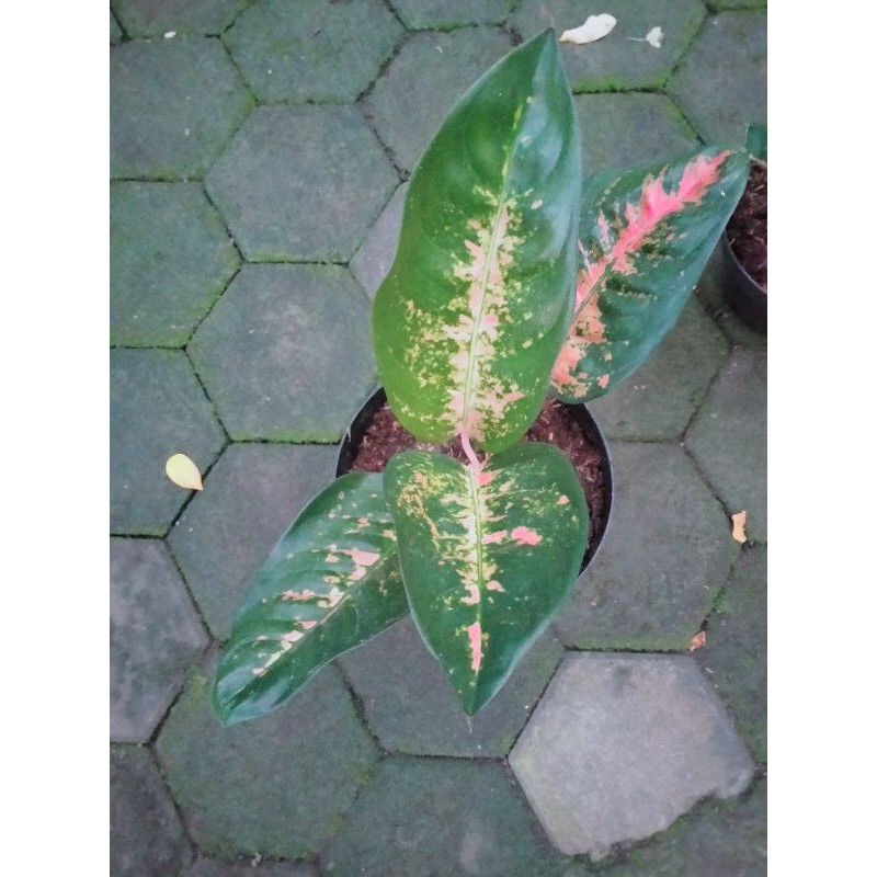 tanaman hias aglonema kocin