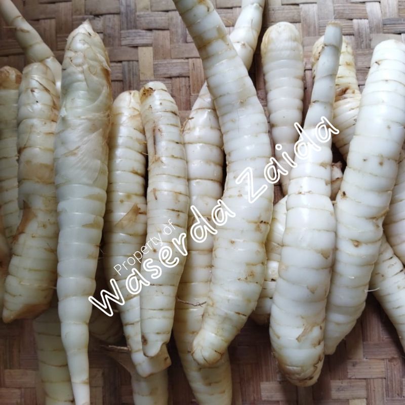 Umbi Garut 500 gr / Umbi Irut / Angkrik Untuk Maagh dan Asam Lambung Ubi Garut / Ubi Irut / Ubi Angk