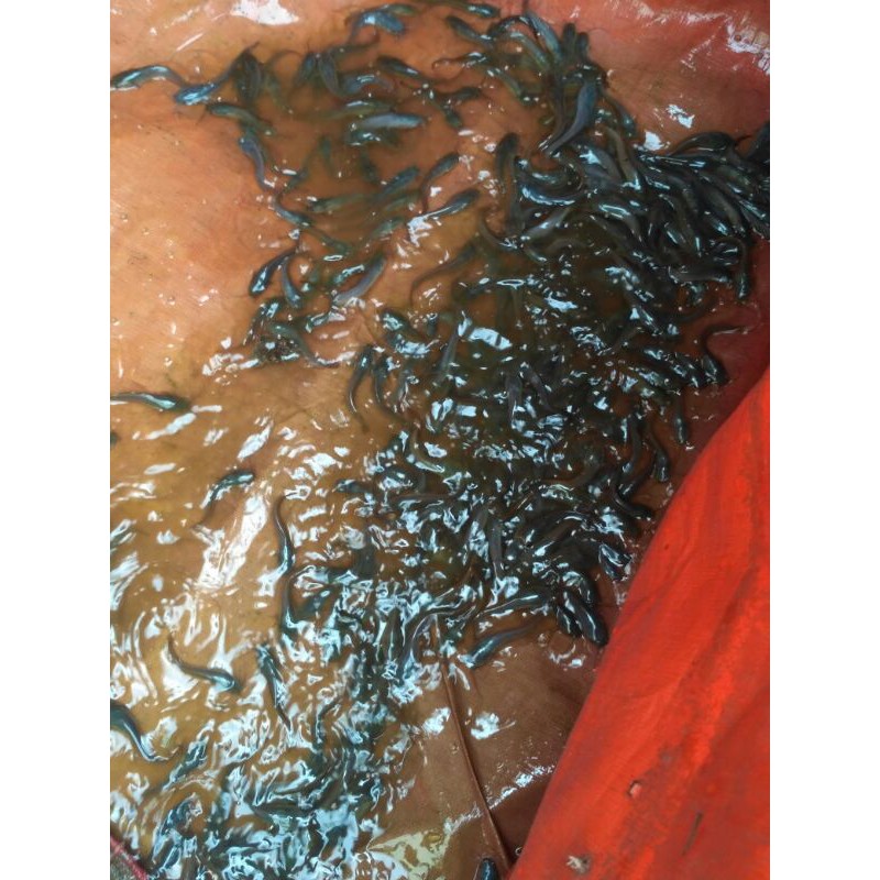 bibit ikan lele ukuran 5-7cm