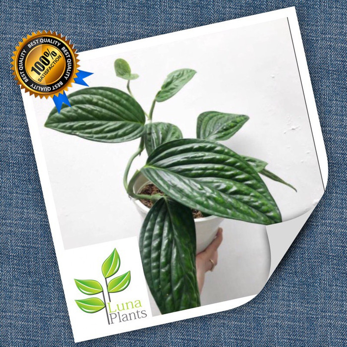 Tanaman hias sirih gading badak - monstera badak - MURAH