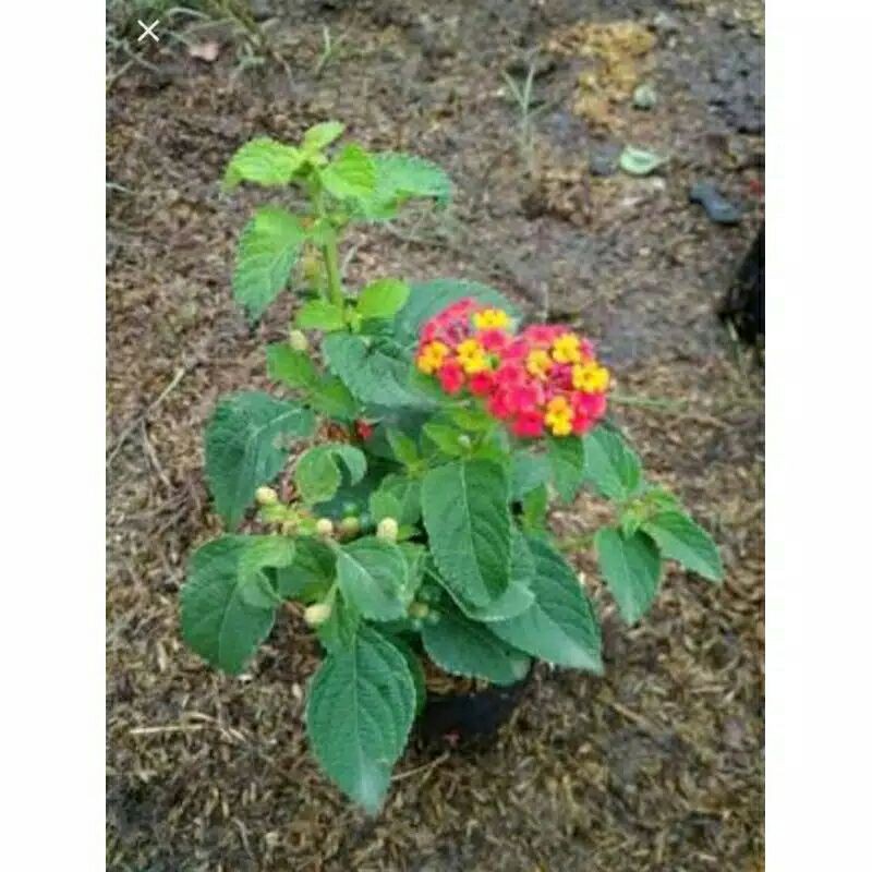 Tanaman hias hidup_LANTANA_bibit tanaman hias