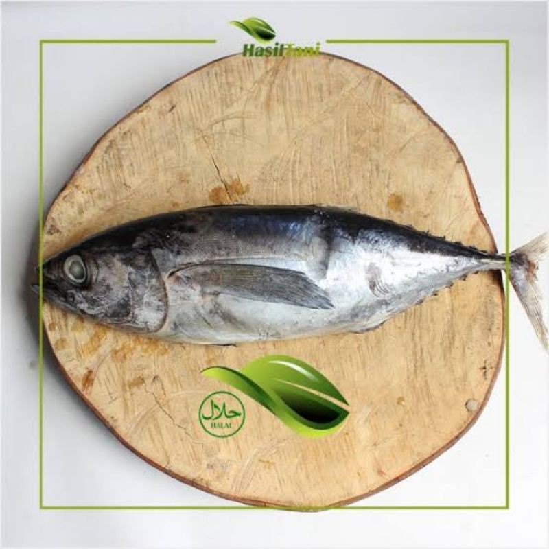 

ikan Baby Tuna Fresh Premium quality