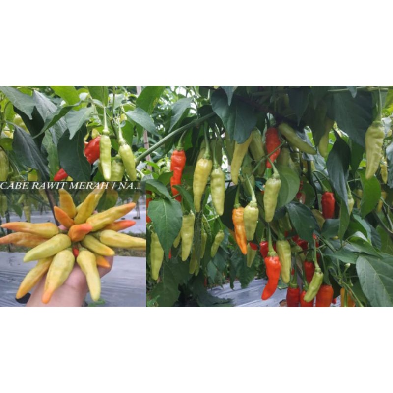 [COD]✅benih cabe rawit gajah lokal 10 gram cabe rawit besar super
