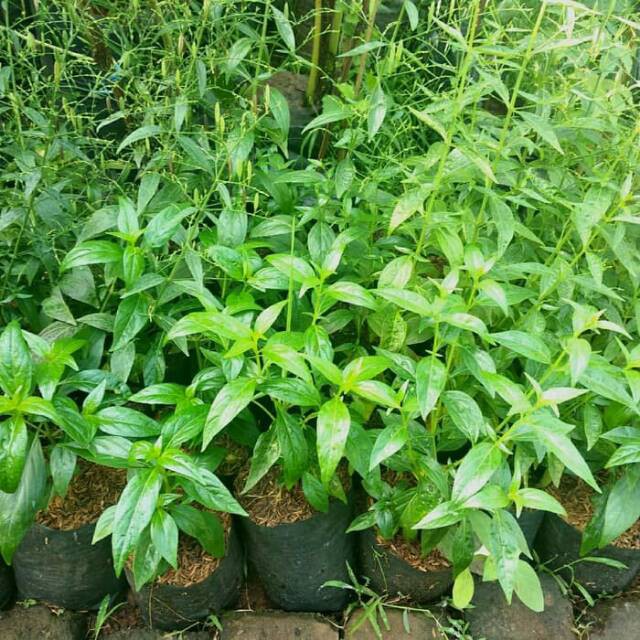 Bibit Tanaman Sambiloto Daun Sambiloto