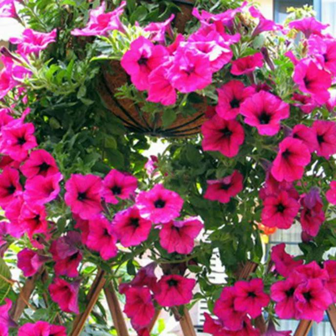 M4Il Tanaman Hias Bibit Bunga Petunia