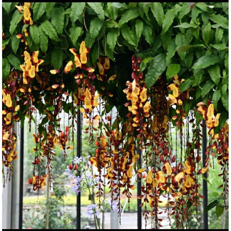 flame of irian coklat