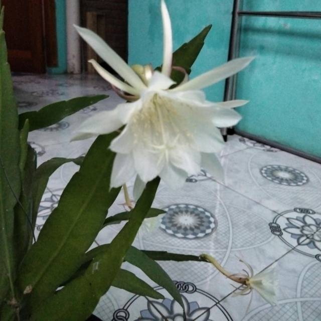 rientazka