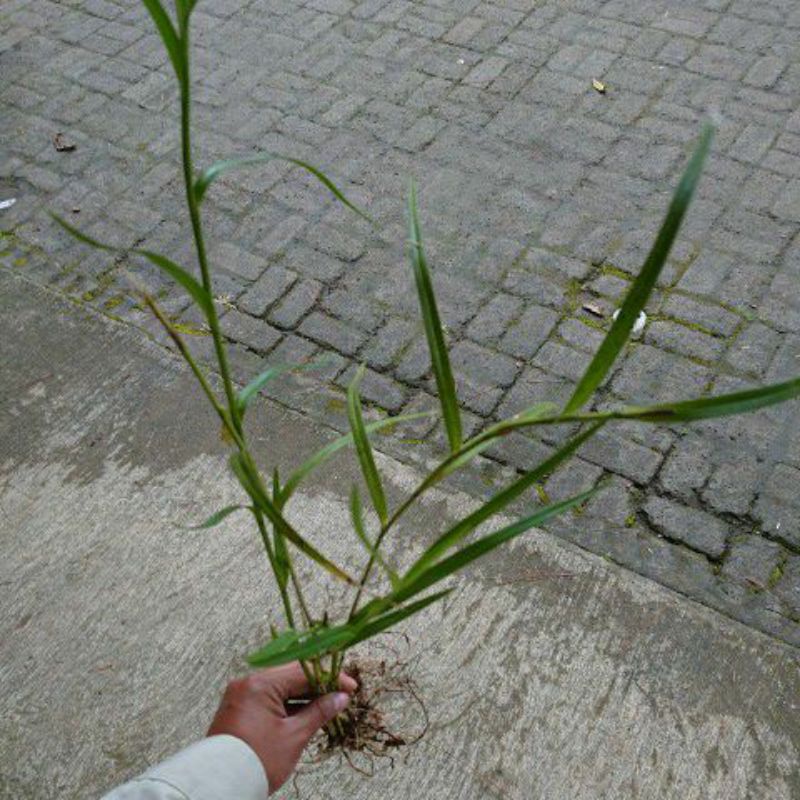 DIARY PETANI - Anggrek Bambu Arundina Graminifolia