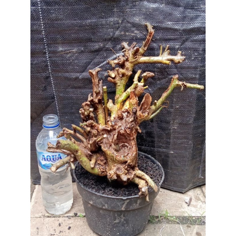 bahan bonsai serut dongkelan , S