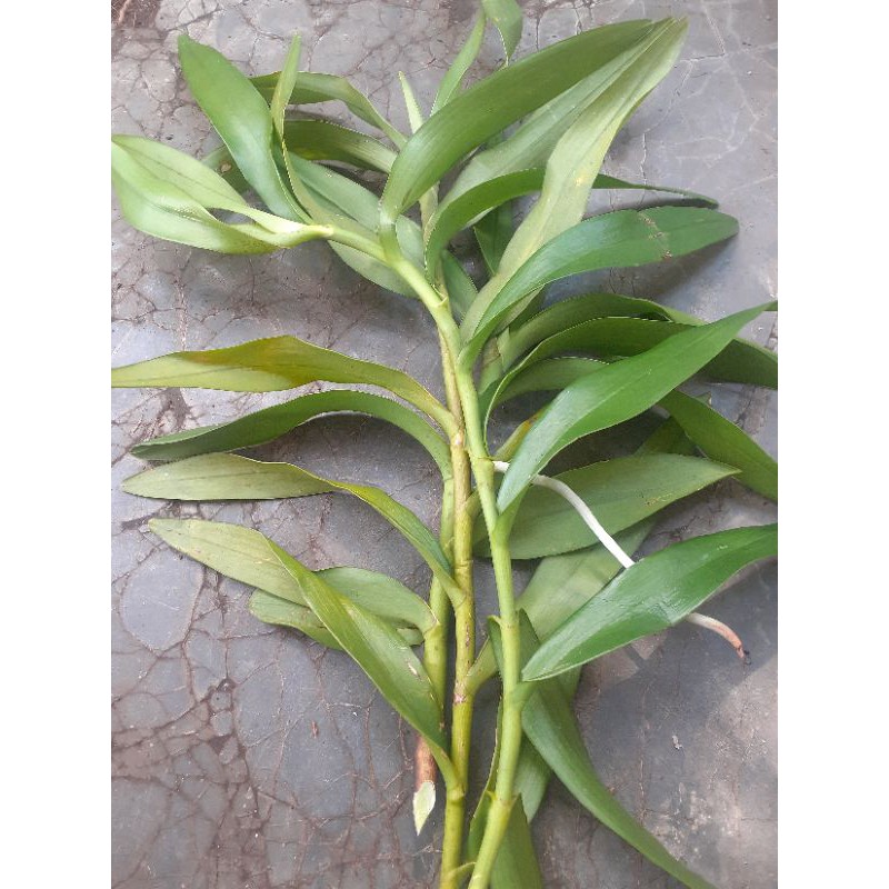 anggrek kalajengking/ anggrek tanah