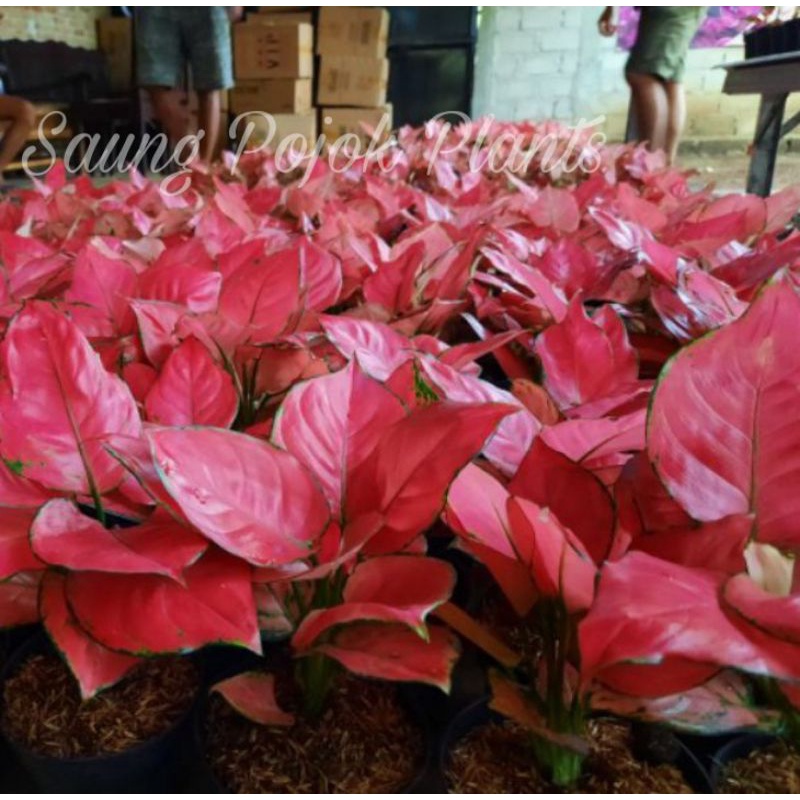 Aglonema Red Anjamani Dewasa Daun 8-9-10-11-12+