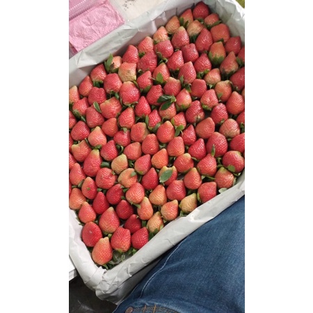 

Strawberry Fresh 1 kg