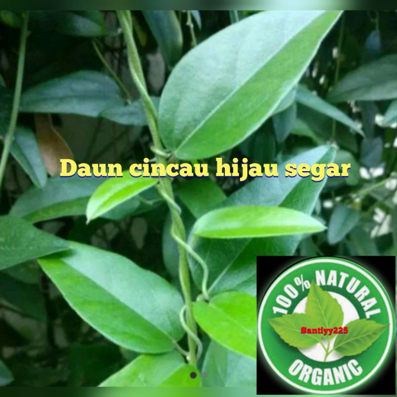 Daun cincau hijau segar per 1 kg obat herbal alami
