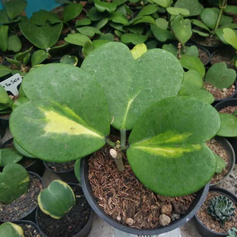 KAKTUS SKULEN - love hoya cluster variegatta tengah 4 daun (realpickfotoasli)