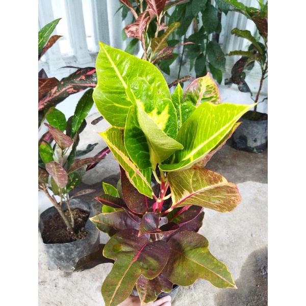 bibit puring extrada langka koleksi murah banyak bonusnya