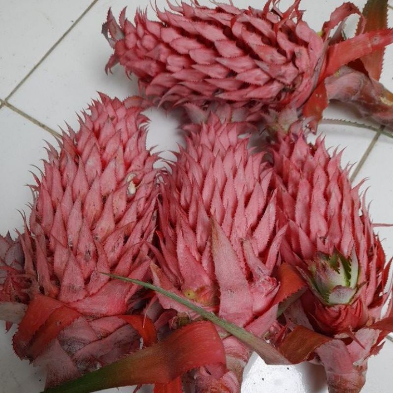 

Nanas merah muda nanas hutan nanas buaya per 1 kg Orijinal