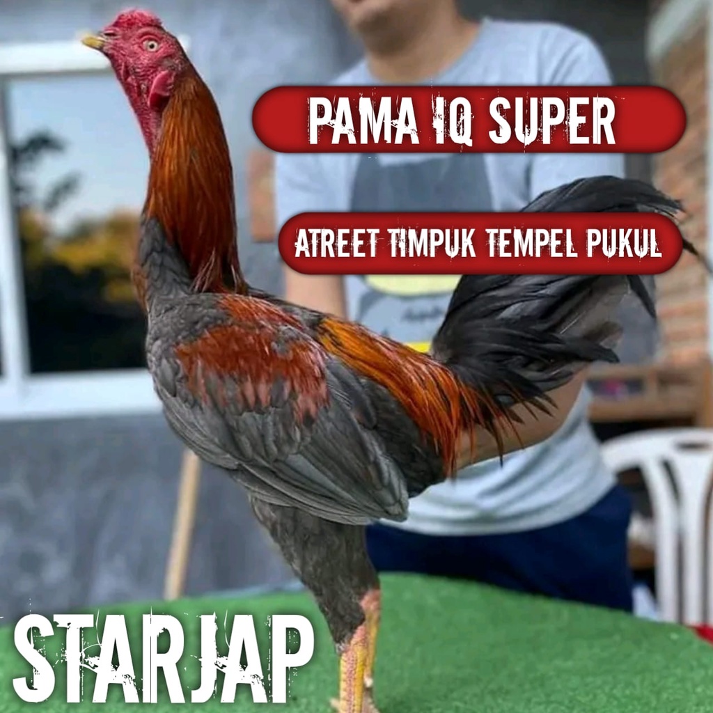 telur ayam bangkok pama super iq perbutir