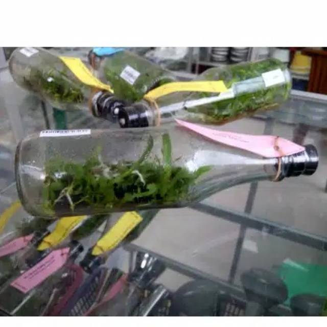 Tanaman Anggrek botol cattleya
