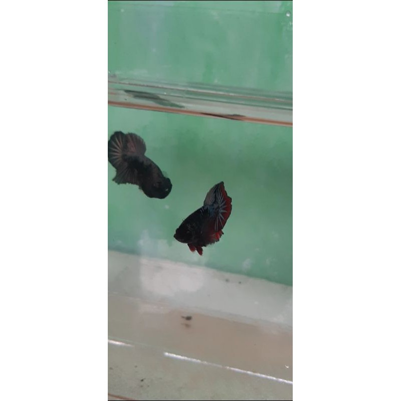 cupang black cooper gold