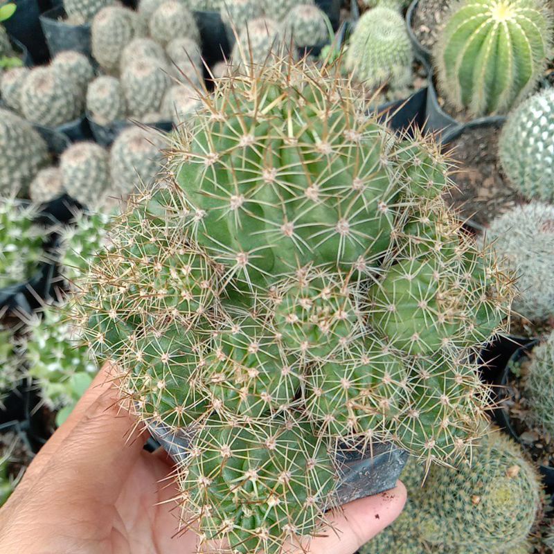 Kaktus sanggul pilih rimbun besar/kaktus ownroot/kaktus pasaman