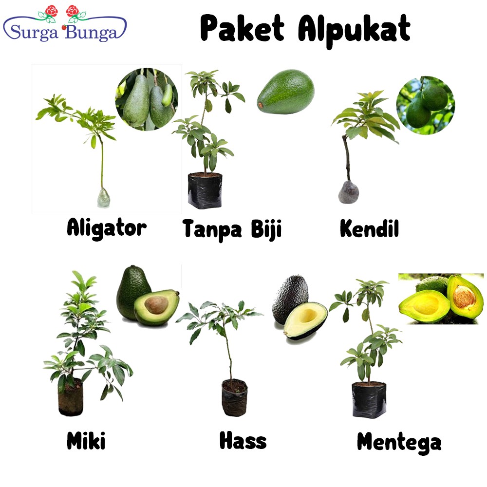 Tanaman Alpukat bibit Buah (tambulapot)