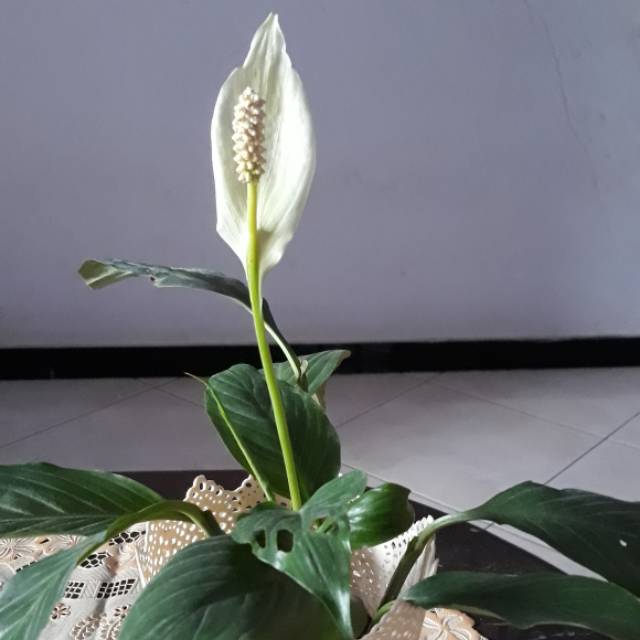 nuans90