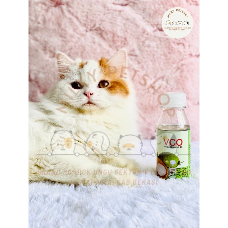 VCO Minyak Kelapa untuk Jamur Kucing Anjing