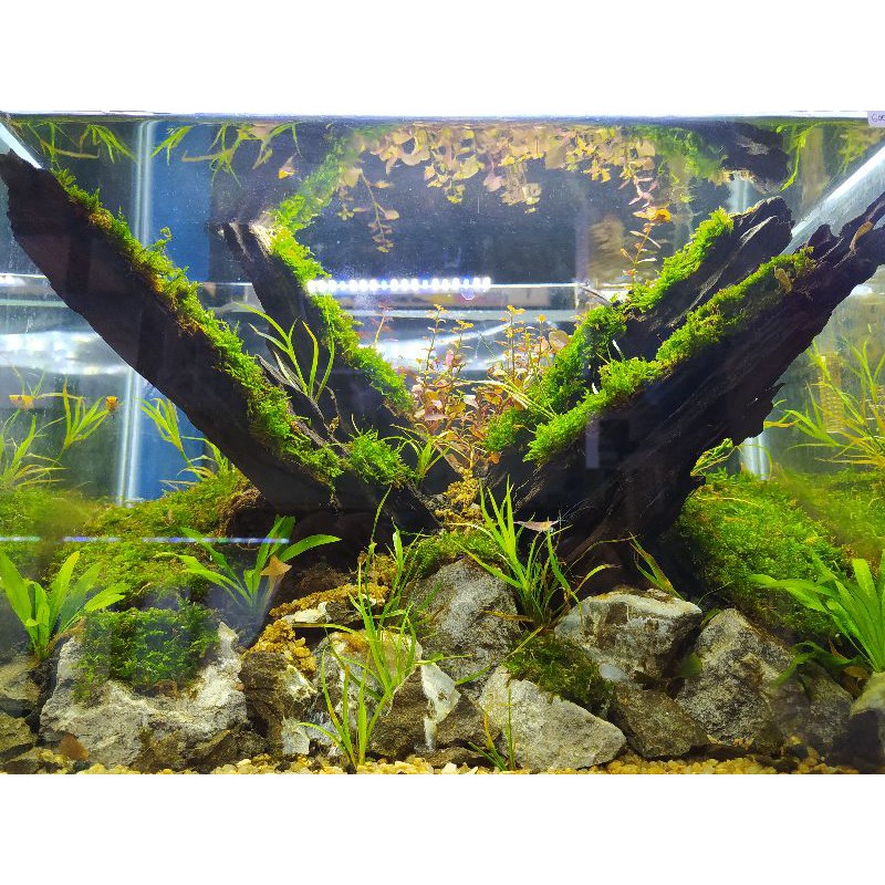 aquascape fullset tema natural (PO)