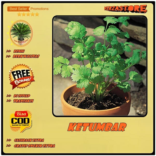 25 Biji Benih Herb Coriander Daun Ketumbar Favor Bibit Sayuran Herba Known You Seed