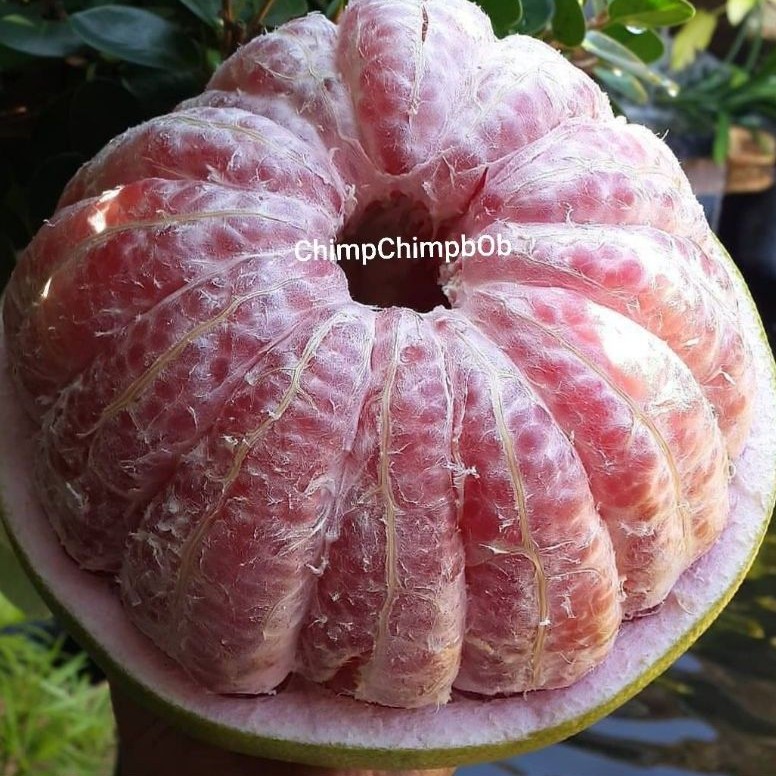 

JERUK BALI BUAH SEGAR 1BUAH / PAMELO FRESH 1 PCS