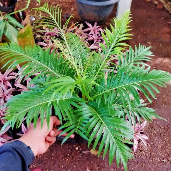 NEW Tanaman Hias Pakis Jibung - Pakis Cibung / Tanaman Hidup Pakis Jibung Tanaman Indoor Outdoor Pak