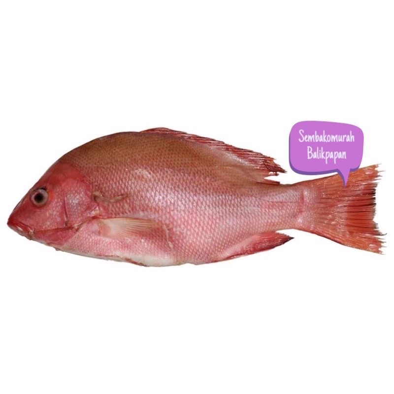 

ikan kakap 1kg