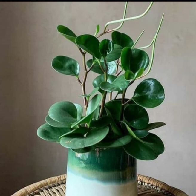 

COD!! tanaman hias indoor peperomia hijau - jade