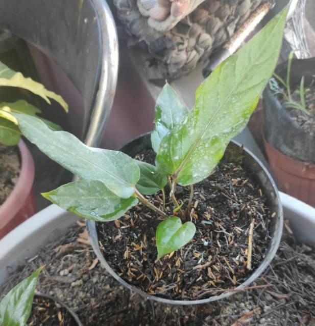 Anturium Jemani Black Beauty Tanaman Hias