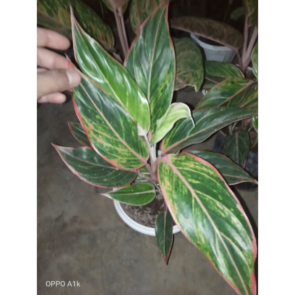 aglonema lipstik puding