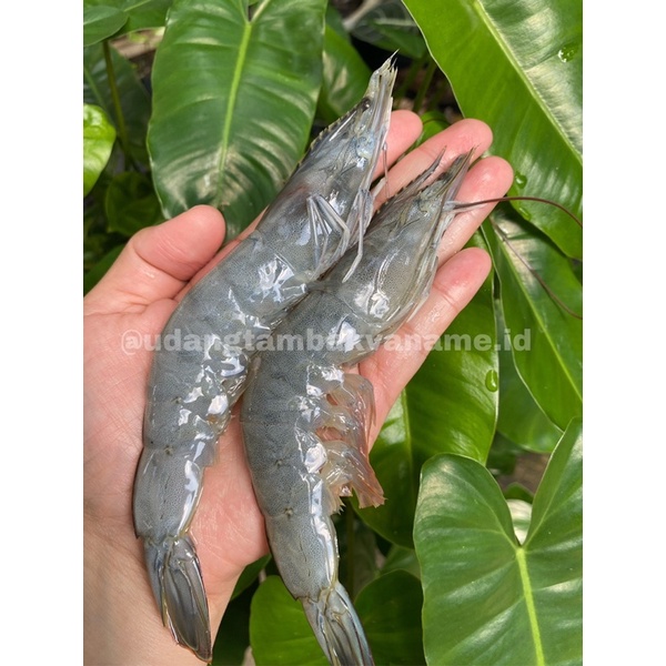 

UDANG VANAME SIZE 30 - 1 KG