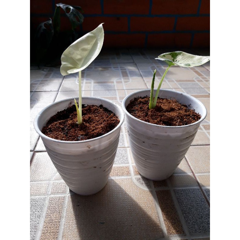 Keladi Sente Varigata