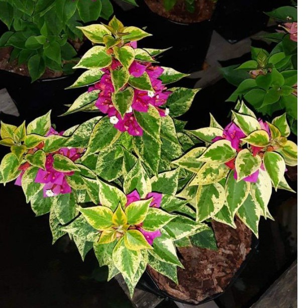 Bougenville Singapur varigata merah fanta