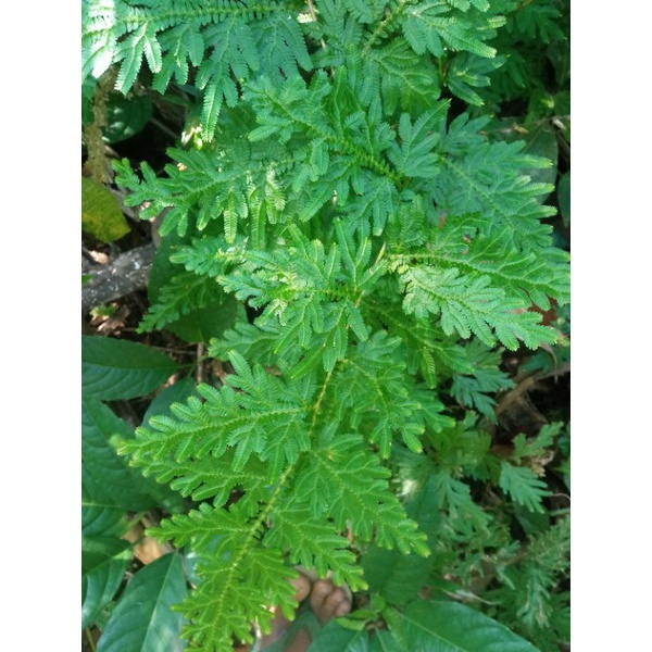 

Daun ceker ayam anti kangker 250grm