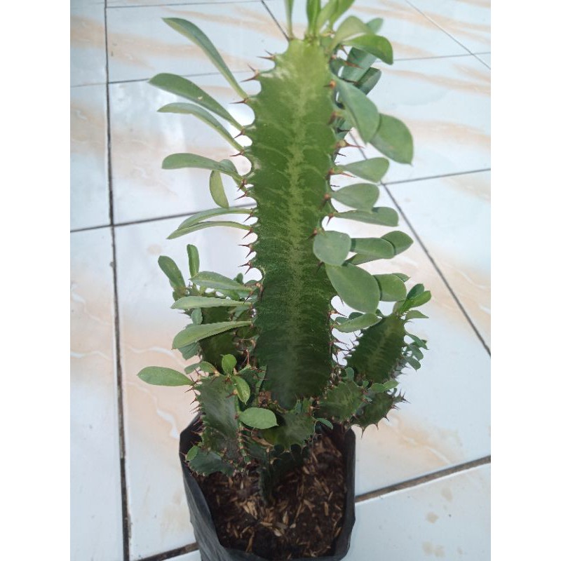 Tanaman hias katus tanaman rimbun - hiasan taman -tanaman katus.