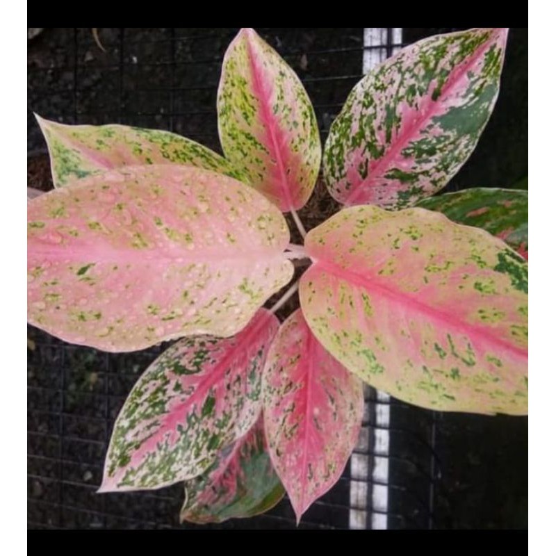 Aglonema striptis