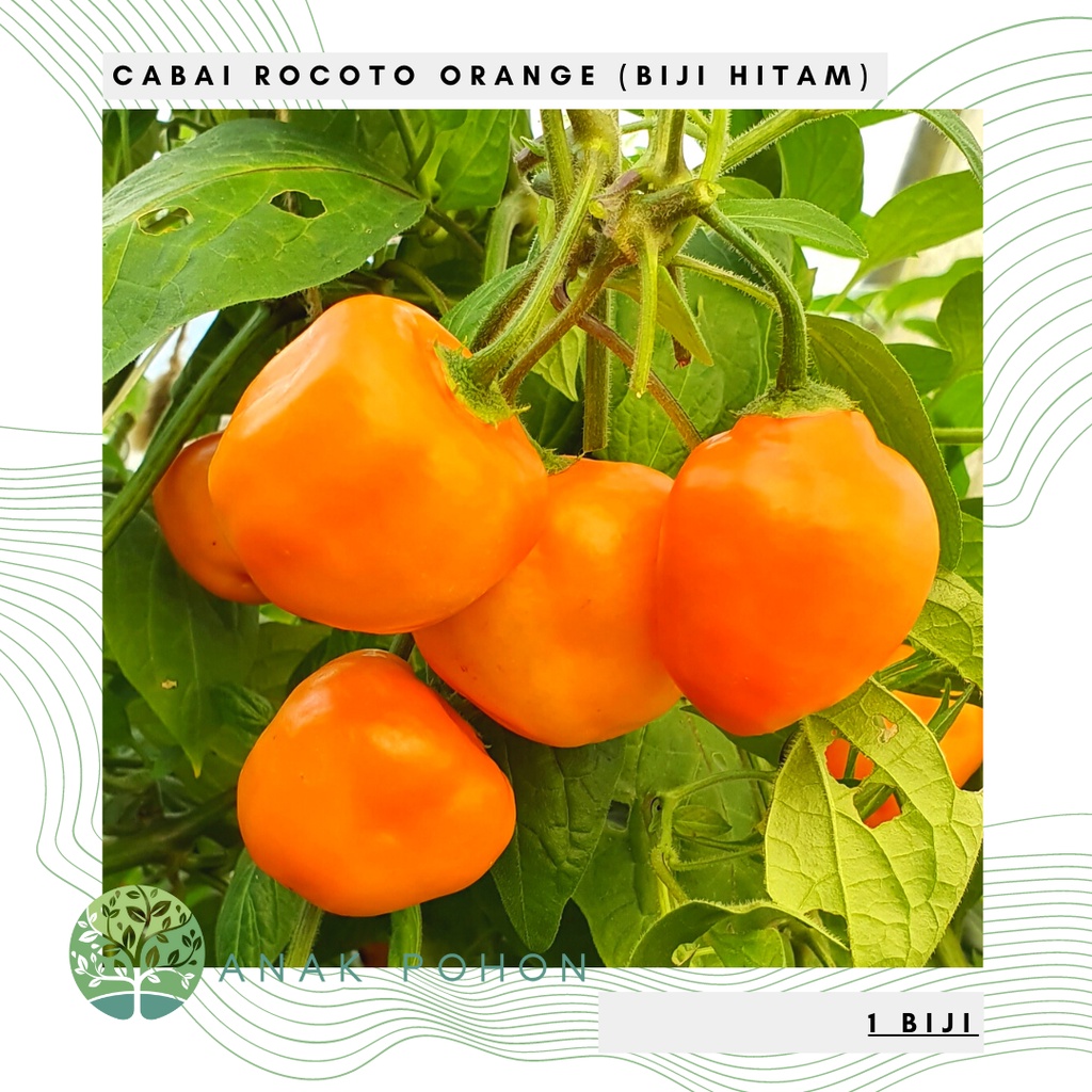 Benih Bibit Biji - Cabai Rocoto Orange Cabe Gendot Oranye (Biji Berwarna Hitam) Pepper Seeds