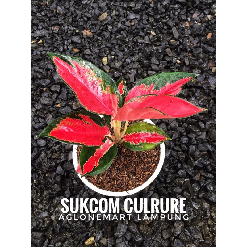 aglaonema suksom