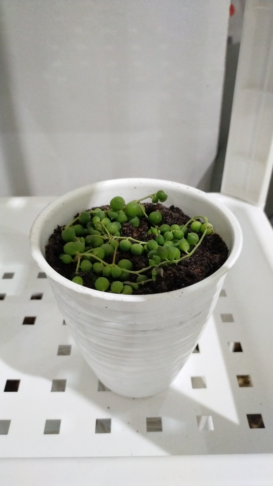 Pot Bunga Tawon Putih 10cm